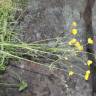 Fotografia 7 da espécie Ranunculus ollissiponensis subesp. ollissiponensis do Jardim Botânico UTAD