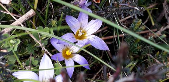 Fotografia da espécie Romulea bulbocodium var. bulbocodium