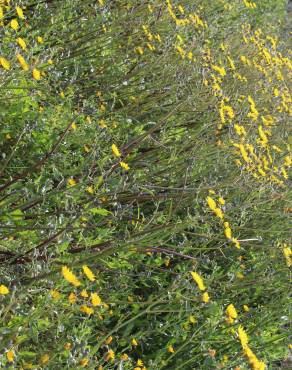 Fotografia 10 da espécie Crepis vesicaria subesp. taraxacifolia no Jardim Botânico UTAD