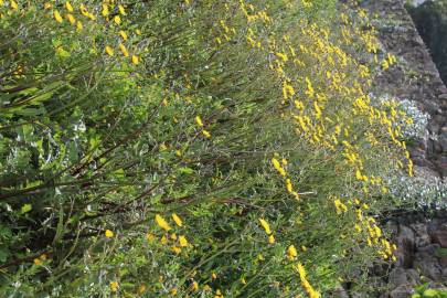 Fotografia da espécie Crepis vesicaria subesp. taraxacifolia