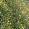 Fotografia 10 da espécie Crepis vesicaria subesp. taraxacifolia do Jardim Botânico UTAD