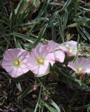 Fotografia da espécie Convolvulus boissieri