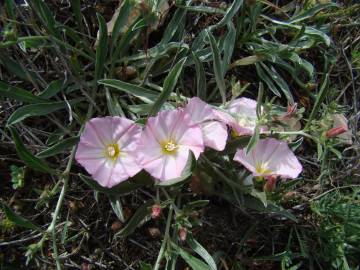 Fotografia da espécie Convolvulus boissieri