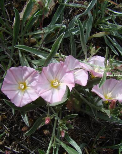 Fotografia de capa Convolvulus boissieri - do Jardim Botânico