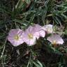 Fotografia 1 da espécie Convolvulus boissieri do Jardim Botânico UTAD