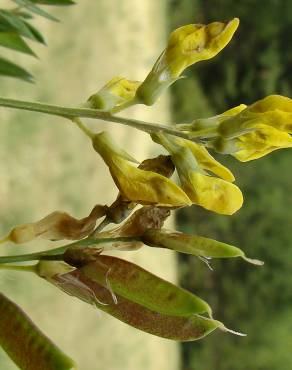 Fotografia 14 da espécie Lathyrus pratensis no Jardim Botânico UTAD