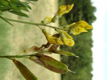 Fotografia da espécie Lathyrus pratensis