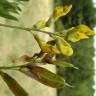 Fotografia 14 da espécie Lathyrus pratensis do Jardim Botânico UTAD