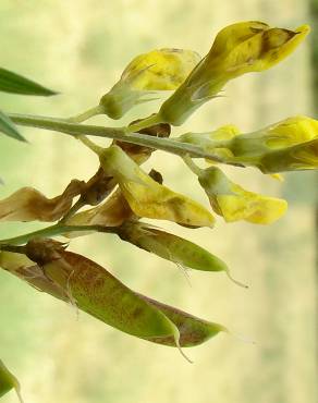 Fotografia 15 da espécie Lathyrus pratensis no Jardim Botânico UTAD