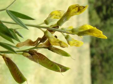 Fotografia da espécie Lathyrus pratensis