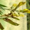 Fotografia 15 da espécie Lathyrus pratensis do Jardim Botânico UTAD