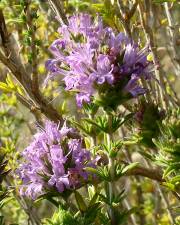 Fotografia da espécie Thymus lotocephalus