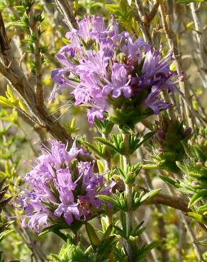 Fotografia 1 da espécie Thymus lotocephalus no Jardim Botânico UTAD