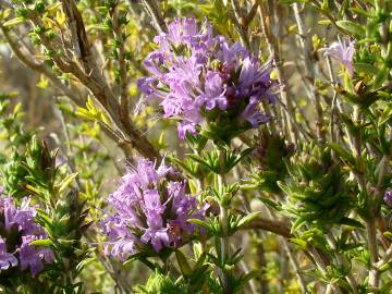 Fotografia da espécie Thymus lotocephalus