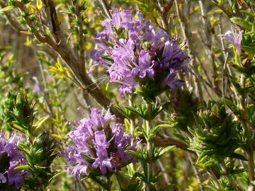 Fotografia da espécie Thymus lotocephalus