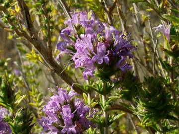 Fotografia da espécie Thymus lotocephalus