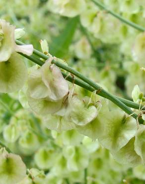 Fotografia 11 da espécie Rumex induratus no Jardim Botânico UTAD