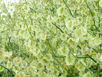 Fotografia da espécie Rumex induratus