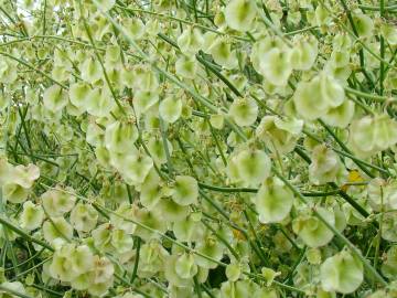 Fotografia da espécie Rumex induratus