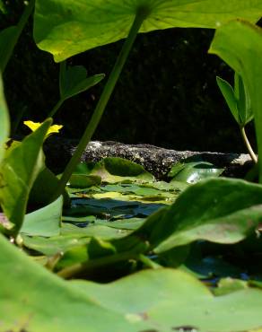 Fotografia 8 da espécie Nymphoides peltata no Jardim Botânico UTAD