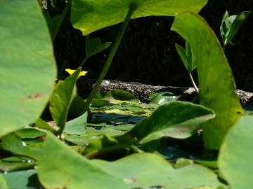 Fotografia da espécie Nymphoides peltata