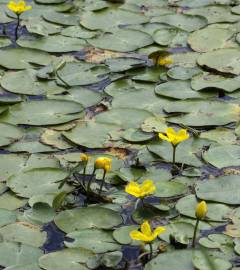 Fotografia da espécie Nymphoides peltata