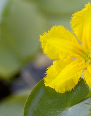 Fotografia 10 da espécie Nymphoides peltata no Jardim Botânico UTAD