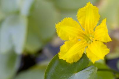 Fotografia da espécie Nymphoides peltata