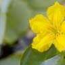 Fotografia 10 da espécie Nymphoides peltata do Jardim Botânico UTAD