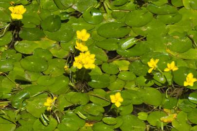 Fotografia da espécie Nymphoides peltata