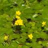 Fotografia 11 da espécie Nymphoides peltata do Jardim Botânico UTAD