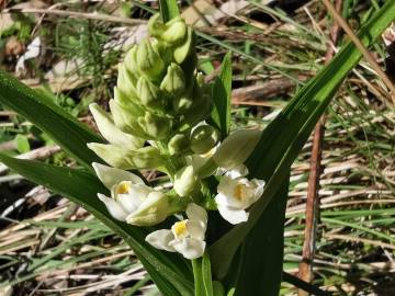 Fotografia da espécie Cephalanthera longifolia