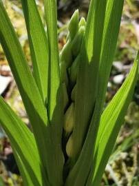 Fotografia da espécie Cephalanthera longifolia