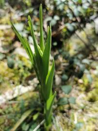 Fotografia da espécie Cephalanthera longifolia