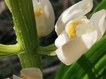 Fotografia da espécie Cephalanthera longifolia