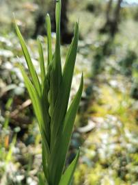 Fotografia da espécie Cephalanthera longifolia