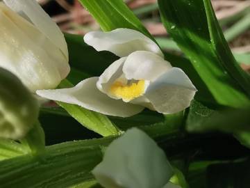 Fotografia da espécie Cephalanthera longifolia