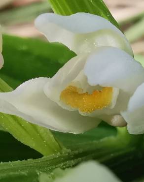 Fotografia 19 da espécie Cephalanthera longifolia no Jardim Botânico UTAD