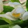 Fotografia 19 da espécie Cephalanthera longifolia do Jardim Botânico UTAD