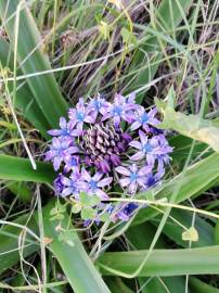 Fotografia da espécie Scilla peruviana