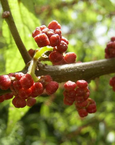 Fotografia de capa Debregeasia edulis - do Jardim Botânico