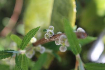 Fotografia da espécie Debregeasia edulis