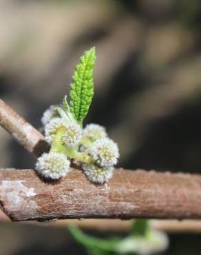 Fotografia 3 da espécie Debregeasia edulis no Jardim Botânico UTAD