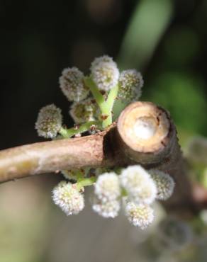 Fotografia 5 da espécie Debregeasia edulis no Jardim Botânico UTAD