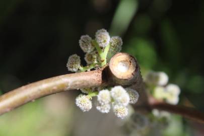 Fotografia da espécie Debregeasia edulis