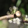 Fotografia 5 da espécie Debregeasia edulis do Jardim Botânico UTAD