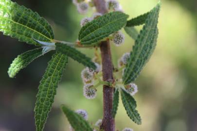 Fotografia da espécie Debregeasia edulis