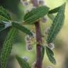 Fotografia 7 da espécie Debregeasia edulis do Jardim Botânico UTAD