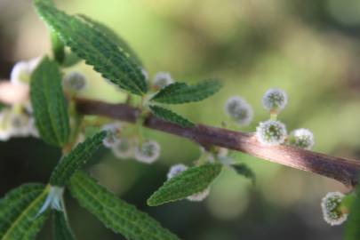 Fotografia da espécie Debregeasia edulis