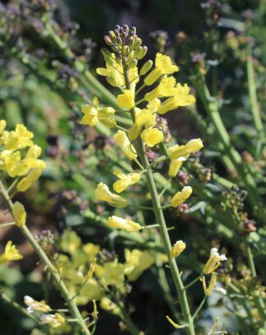 Fotografia de capa Brassica cretica - do Jardim Botânico